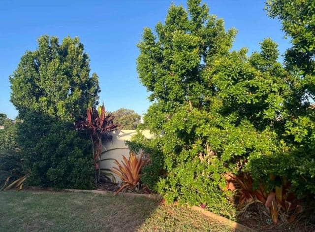 A garden bed of cordylines and palms in front of a home